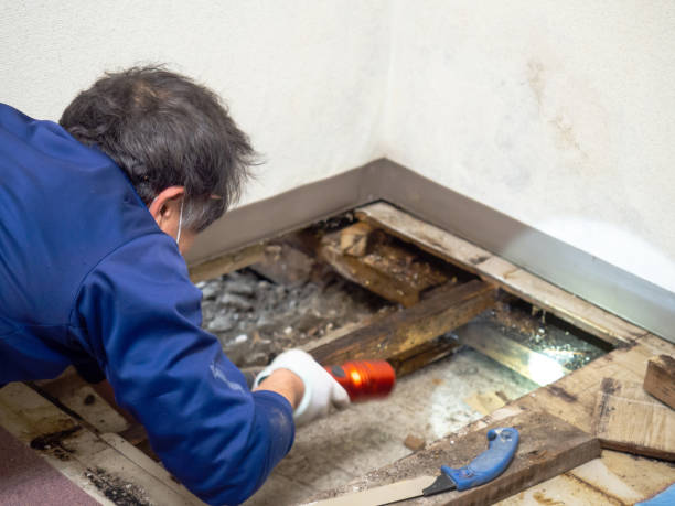 Best Toxic Mold Removal  in Folcroft, PA