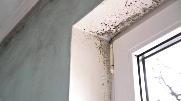 Folcroft, PA Mold Removal Company