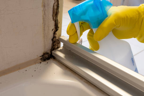 Mold Removal Process in Folcroft, PA