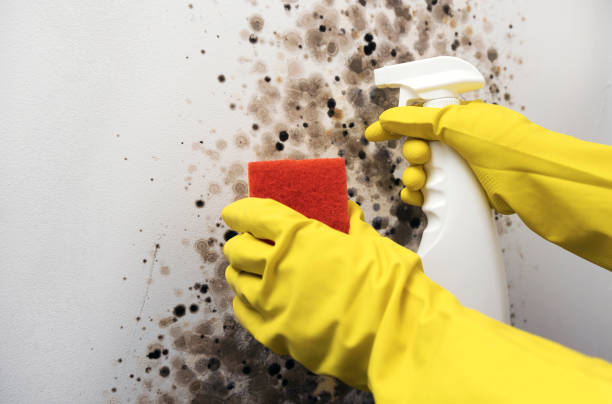 Best Fast Mold Removal  in Folcroft, PA