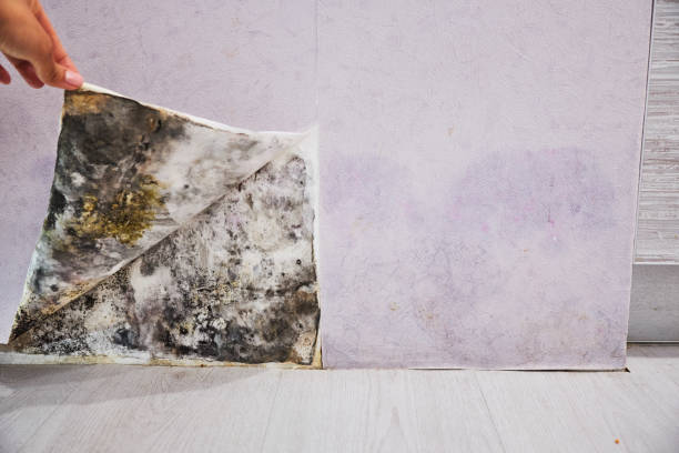 Best Residential Mold Removal  in Folcroft, PA